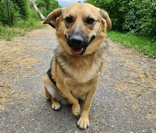 HILLS99, Hund, Mischlingshund in Slowakische Republik - Bild 6