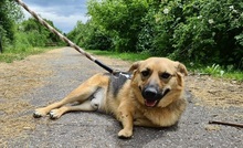 HILLS99, Hund, Mischlingshund in Slowakische Republik - Bild 7