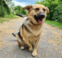 HILLS99, Hund, Mischlingshund in Slowakische Republik - Bild 9