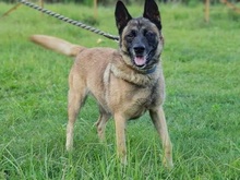 IDA, Hund, Mischlingshund in Slowakische Republik - Bild 12