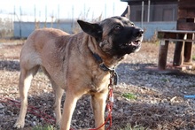 IDA, Hund, Mischlingshund in Slowakische Republik - Bild 13