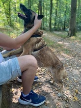 IDA, Hund, Mischlingshund in Slowakische Republik - Bild 6