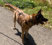IDA, Hund, Mischlingshund in Slowakische Republik - Bild 7