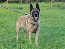 IDA, Hund, Mischlingshund in Slowakische Republik - Bild 8