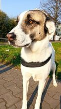 KASSANDRA, Hund, Mischlingshund in Frankfurt - Bild 3