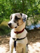 KASSANDRA, Hund, Mischlingshund in Frankfurt - Bild 7
