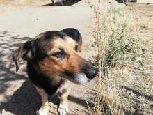 PITI, Hund, Mischlingshund in Spanien - Bild 2