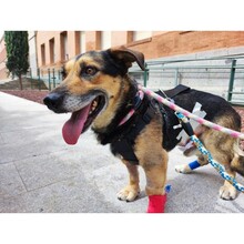 PITI, Hund, Mischlingshund in Spanien - Bild 4