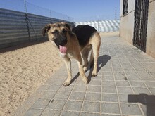 BRAUN, Hund, Deutscher Schäferhund-Mix in Spanien - Bild 1