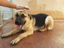 BRAUN, Hund, Deutscher Schäferhund-Mix in Spanien - Bild 2