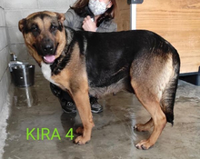 KIRA, Hund, Deutscher Schäferhund-Mix in Spanien - Bild 3
