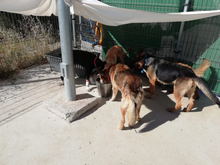 KIRA, Hund, Deutscher Schäferhund-Mix in Spanien - Bild 9