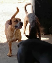 HARUKI, Hund, Mischlingshund in Ungarn - Bild 5
