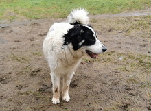 BENNY, Hund, Mischlingshund in Wallstawe - Bild 5