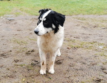 ROCKY, Hund, Mischlingshund in Wallstawe - Bild 6