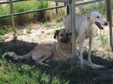 SCOTT, Hund, Herdenschutzhund-Mix in Spanien - Bild 6