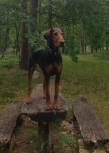 MAJA, Hund, Mischlingshund in Polen - Bild 2