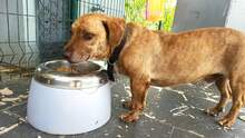 RAOUL, Hund, Mischlingshund in Griechenland - Bild 1