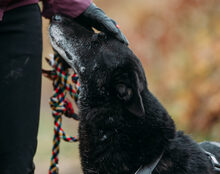 FINNICK, Hund, Mischlingshund in Rennertshofen - Bild 3