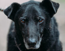 FINNICK, Hund, Mischlingshund in Rennertshofen - Bild 6