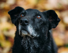 FINNICK, Hund, Mischlingshund in Wuppertal - Bild 7