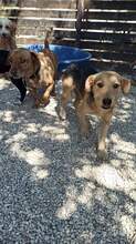 TONY, Hund, Mischlingshund in Griechenland - Bild 3