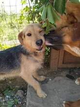 TONY, Hund, Mischlingshund in Griechenland - Bild 4