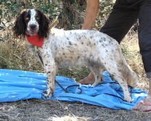 NALA, Hund, Mischlingshund in Griechenland - Bild 2