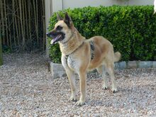 JULIETA, Hund, Belgischer Schäferhund in Spanien - Bild 3