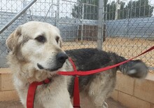 PEPE, Hund, Mastin Español in Spanien - Bild 1