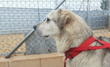 PEPE, Hund, Mastin Español in Spanien - Bild 3