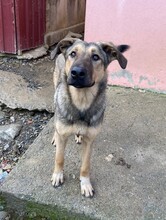 TAHIRA, Hund, Mischlingshund in Türkei - Bild 1
