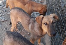 TAHIRA, Hund, Mischlingshund in Türkei - Bild 10