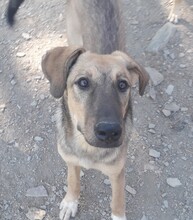 TAHIRA, Hund, Mischlingshund in Türkei - Bild 11