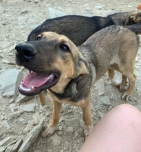TAHIRA, Hund, Mischlingshund in Türkei - Bild 13