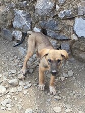 TAHIRA, Hund, Mischlingshund in Türkei - Bild 14