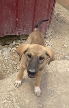 TAHIRA, Hund, Mischlingshund in Türkei - Bild 15