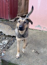 TAHIRA, Hund, Mischlingshund in Türkei - Bild 2