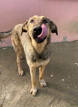TAHIRA, Hund, Mischlingshund in Türkei - Bild 3
