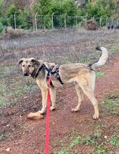 TAHIRA, Hund, Mischlingshund in Türkei - Bild 4