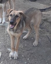 TAHIRA, Hund, Mischlingshund in Türkei - Bild 6