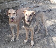 TAHIRA, Hund, Mischlingshund in Türkei - Bild 7