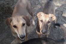 TAHIRA, Hund, Mischlingshund in Türkei - Bild 8