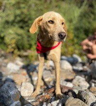 FRED, Hund, Mischlingshund in Türkei - Bild 2