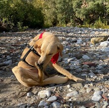 FRED, Hund, Mischlingshund in Türkei - Bild 4