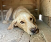 FRED, Hund, Mischlingshund in Türkei - Bild 6