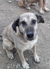 YUMAK, Hund, Mischlingshund in Türkei - Bild 1
