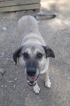 YUMAK, Hund, Mischlingshund in Türkei - Bild 2