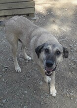 YUMAK, Hund, Mischlingshund in Türkei - Bild 3
