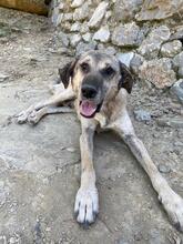 YUMAK, Hund, Mischlingshund in Türkei - Bild 4